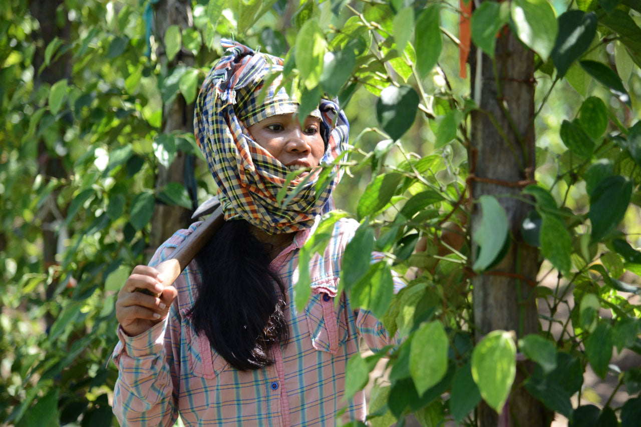 Kampotpfeffer kaufen: Exklusiver Pfeffergenuss aus Kambodscha mit geschützter Herkunft