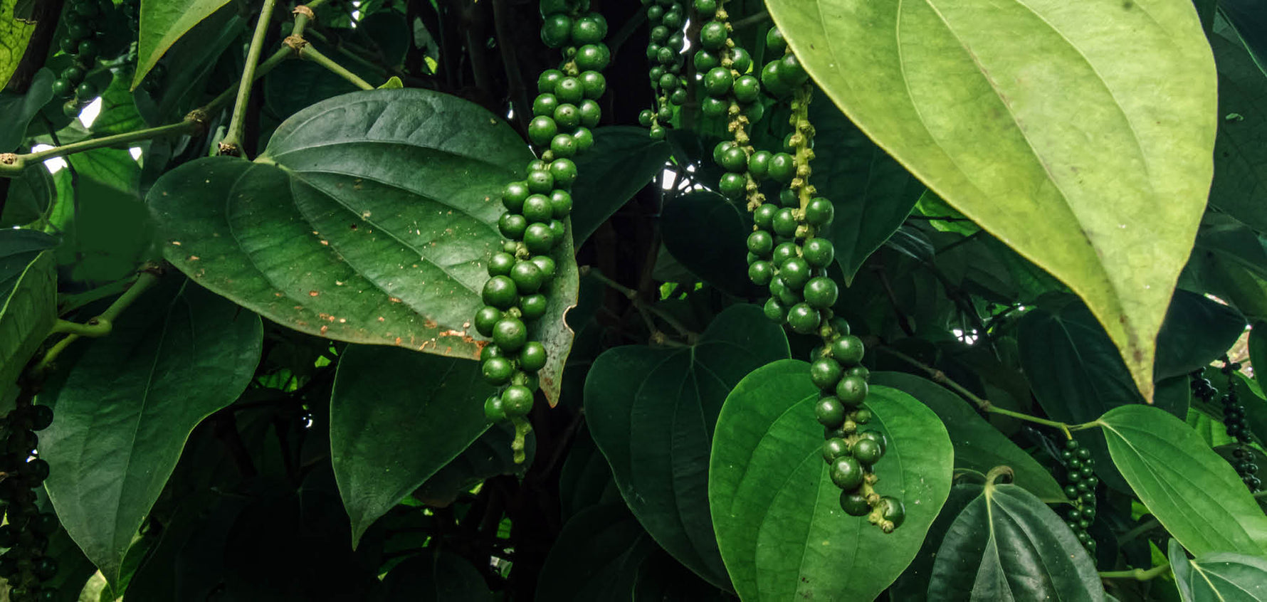 Pfefferbeeren in der Provinz Kampot in Kambodscha