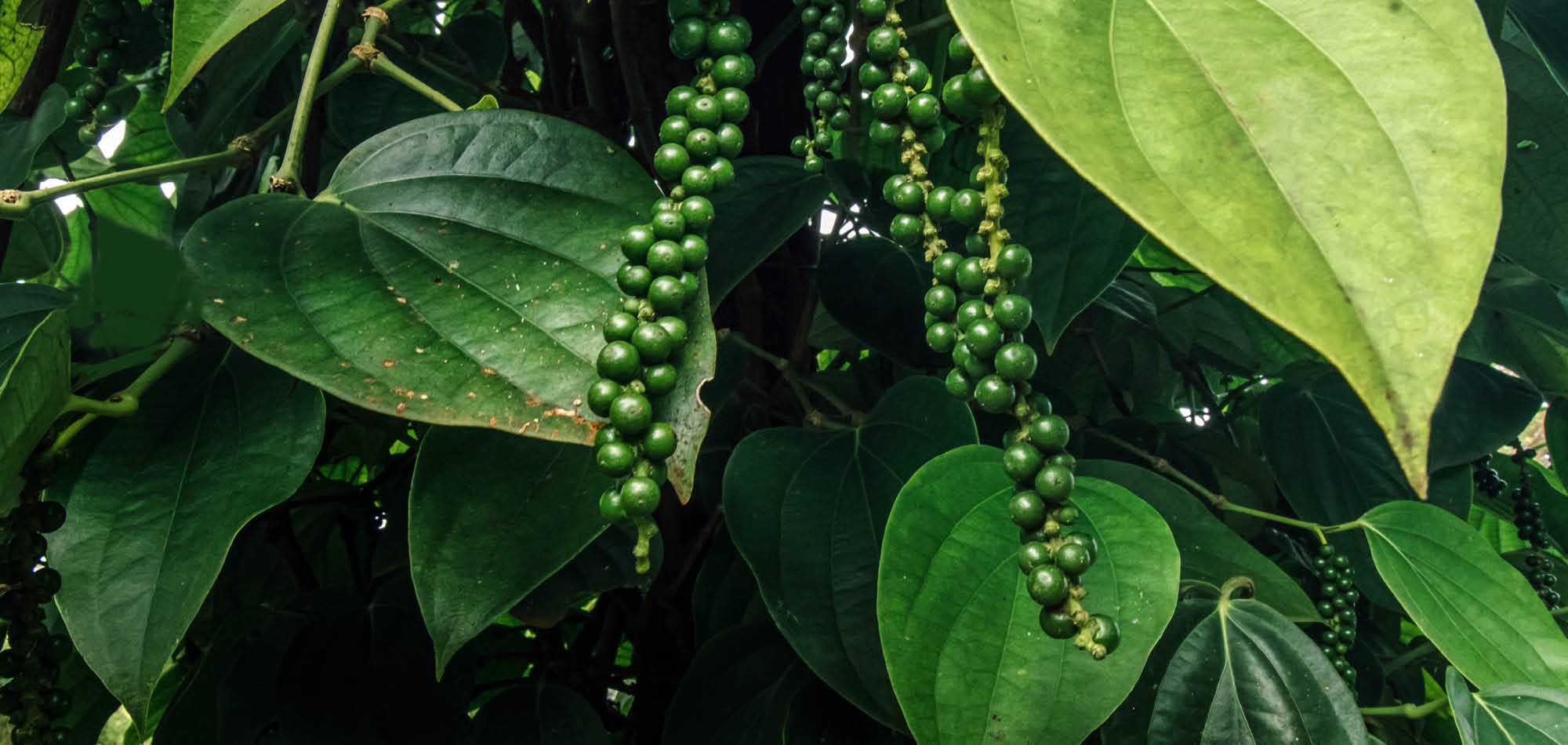 Pfefferbeeren in der Provinz Kampot in Kambodscha