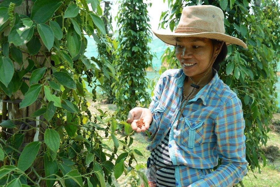 BoTree Farm in Kambodscha - Pfefferpflanze mit Beeren