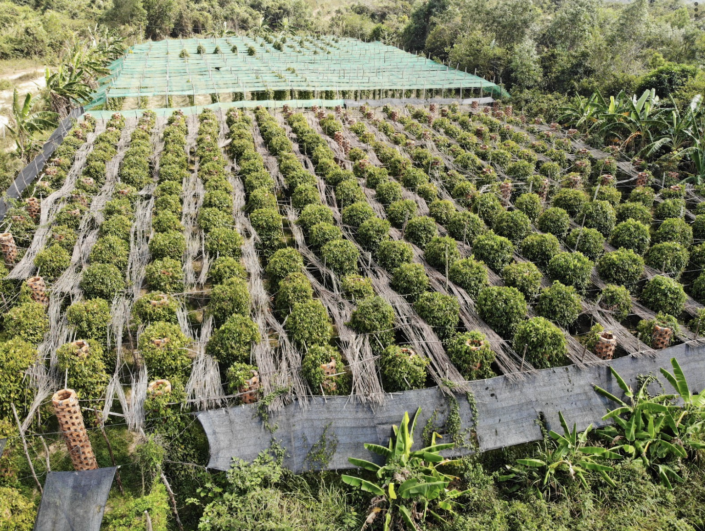 Kampotpfeffer aus Kambodscha: Anbau, Qualität und die 5 wichtigsten Siegel