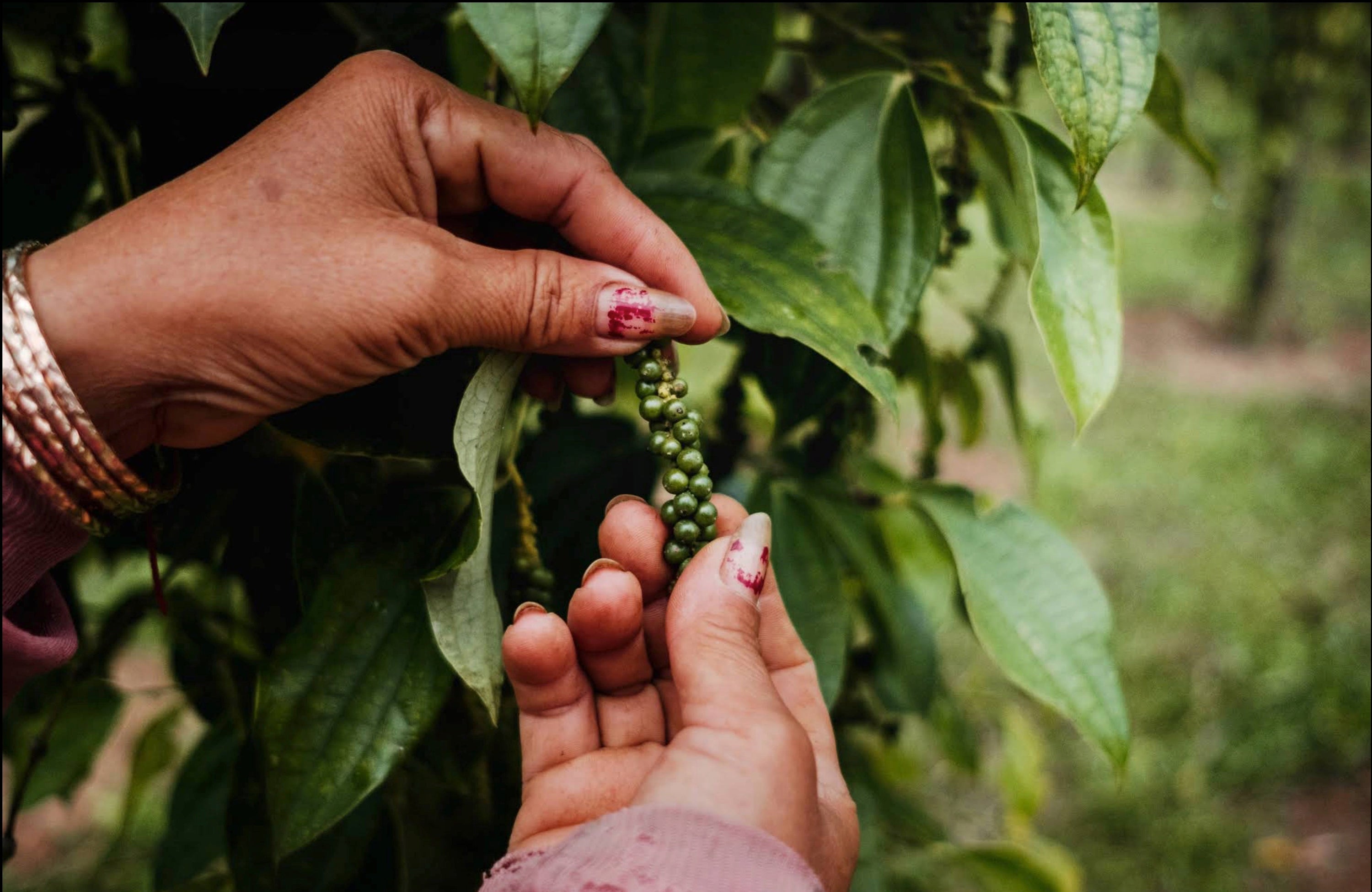 Grüner Kampot Pfeffer zur herstellung von "Green Salted Kampot Pepper"